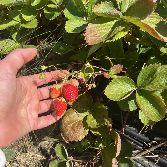 Erdbeerfeld entdeckt